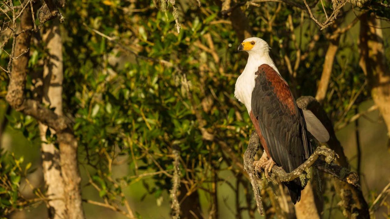 Kwalucia Private Safari Retreat Hotell Saint Lucia Estuary Exteriör bild