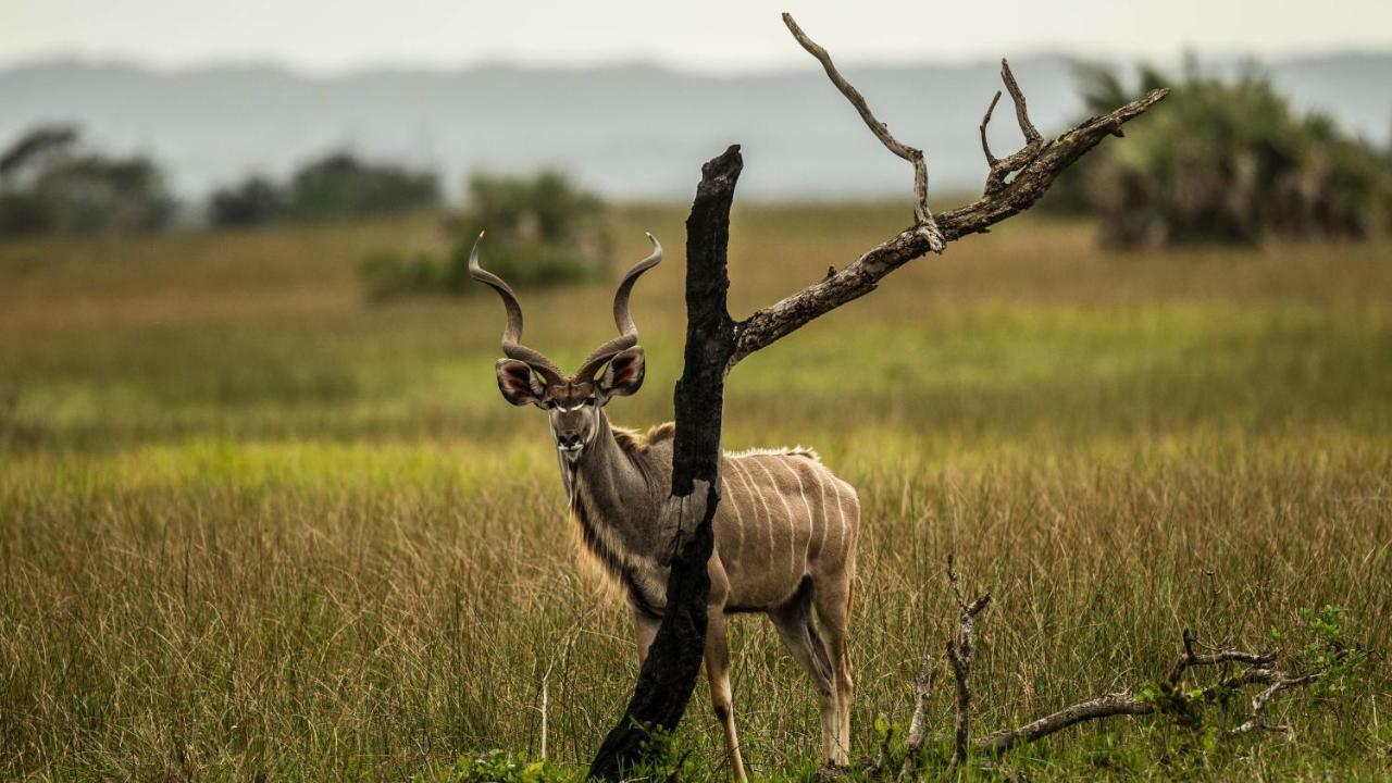Kwalucia Private Safari Retreat Hotell Saint Lucia Estuary Exteriör bild